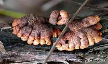 Endangered fungus which looks like rotting fingers clinging to life in Australia