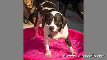 One cool dog: Unleashed Pet Rescue spotlights water-loving, kid-friendly Labrador - Kansas City Star