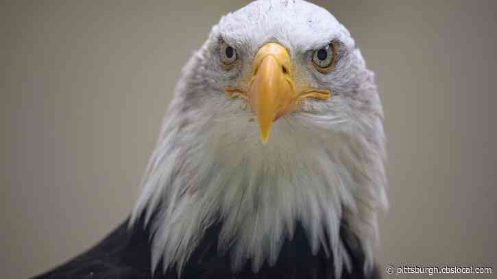 Young Eagle Hit, Killed By Car In Crescent Township