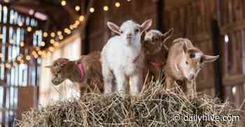 Cuddle up with the cutest goats at this animal farm near Toronto | Listed - Daily Hive