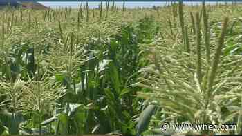In-Depth: Stokoe Farms feeling the impact of hot, dry weather