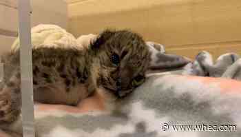 Snow leopard cup to be named soon