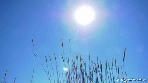 Scorching temperatures and low rainfall creates worry for Alberta farmers