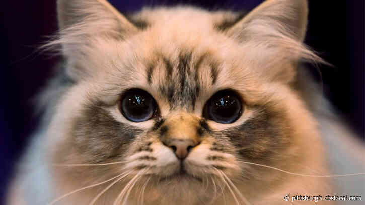 4 Cats Found Dead Over 24-Hour Period Outside Armstrong County Home; Humane Officer Seeks Information