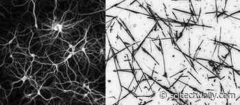 Nanowire Network at the “Edge of Chaos” Opens Pathway to Artificial Intelligence Discoveries