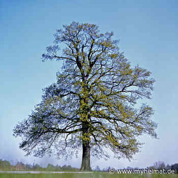 Schnappschüsse: Baum in Hemmingen-Westerfeld - Hemmingen - myheimat.de - myheimat.de
