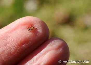 Rhode Island man diagnosed with rare tick-borne Powassan virus disease - Boston.com