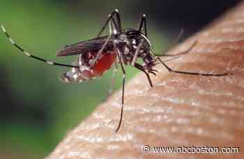 Rhode Island Starts Mosquito Trapping, Testing Program - NBC10 Boston