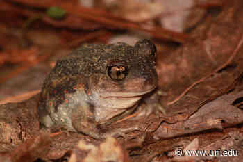 URI researchers: New survey method proves Rhode Island's rarest frog may not be so rare after all - URI Today