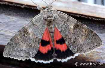 COLUMN Limburgs Landschap - Rood weeskind (Riemst) - Het Belang van Limburg Mobile - Het Belang van Limburg