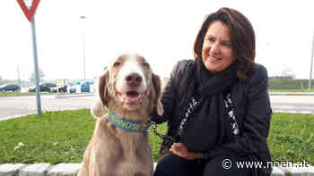 Opposition verärgert - Lautes Gebell für Hundefreilaufzone in Neunkirchen - NÖN.at