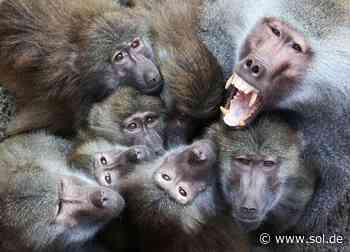 Gehege der Paviane im Neunkirchen Zoo wird umgebaut - das ist geplant - sol.de