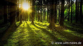 Ulmer Stadtwald und Klimawandel: Trockenheit und Hitze setzen Wald zu