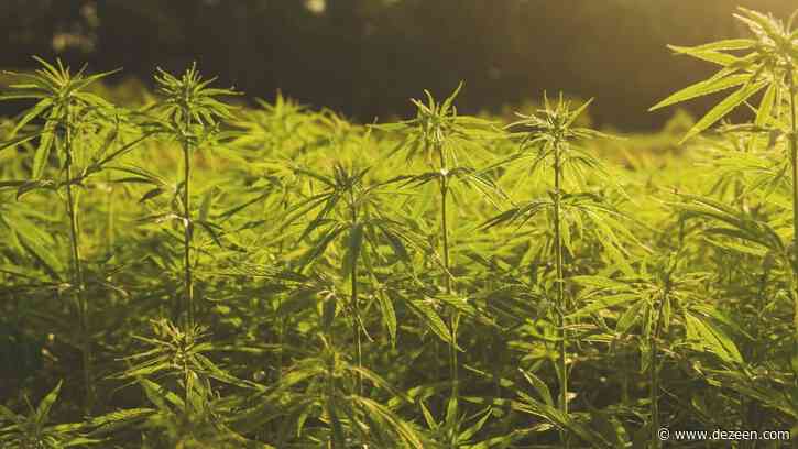 Hemp "more effective than trees" at sequestering carbon says Cambridge researcher