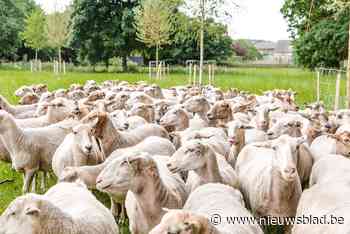 Schapen spelen mee in sprookje voor volwassenen