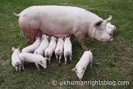 EU to lift ban on animal by-products for livestock food - UK Human Rights Blog - UK Human Rights Blog
