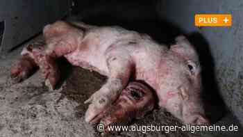 Nächster Schweine-Skandal im Alb-Donau-Kreis aufgedeckt: "Das wundert mich nicht"