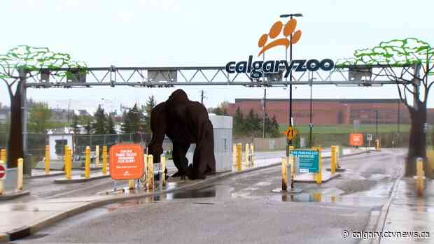 Calgary Zoo readies for wild summer as part of Stage 3 reopening