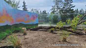 Prairie dogs enjoying new digs at Saskatoon's zoo - CTV News Saskatoon
