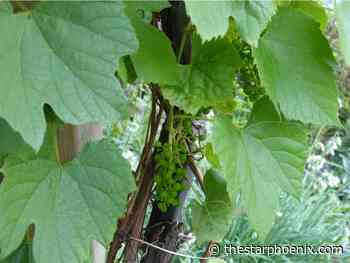 Gardening: How to plant grapes in Prairie gardens