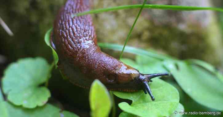 Betrunkener Radler: Schlangenlinien wegen Nacktschnecken