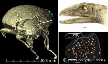 Fossils: World's oldest beetles found in 230-million-year-old primitive dinosaur faeces