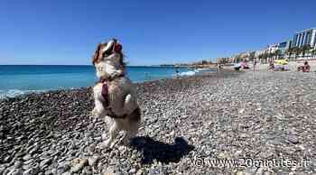 Nice : La nouvelle plage pour chiens fait cohabiter animaux, poussettes et personnes à mobilité réduite - 20 Minutes