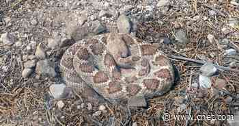 Rattlesnakes may be one of the only winners of climate change crisis     - CNET