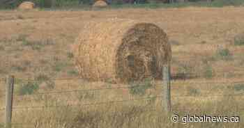 Heat, dry conditions impacting crops in Saskatchewan