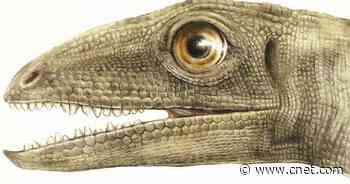 Intact beetle from 230 million years ago found in dinosaur ancestor's poop     - CNET