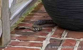Deadly spitting zebra cobra which can blind its prey is on the loose in North Carolina