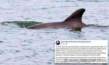 Friendly dolphin which keeps swimming up to people may be killed by human interaction, experts warn 
