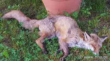 Iba: Familie muss Fuchs im Garten machtlos beim Sterben zusehen - HNA.de