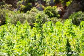 Medical cannabis bill gets favorable committee vote - Port City Daily
