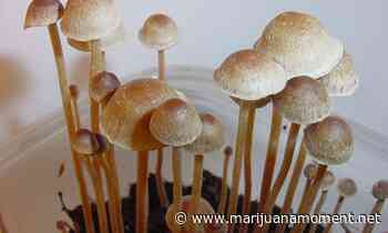 DEA Says Cancer Patients' Request For Medical Psilocybin Could Fuel Illegal Drug Market - Marijuana Moment