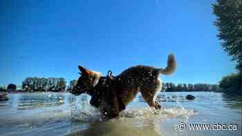 Calgary veterinarian explains how to keep pets cool in the dog days of summer