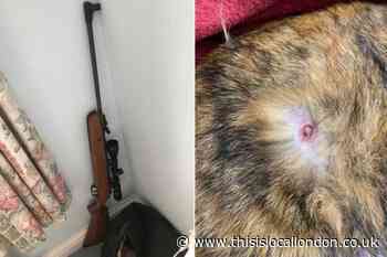 Bexley man fatally shot his neighbour's cat with air rifle