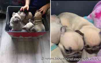 Eight puppies stolen from Euxton have been reunited with their owner