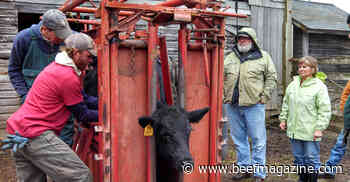 3 basic components for working your cattle