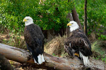Grounded bald eagle lands at the Houston Zoo - Chron