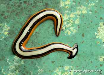 Invasive hammerhead flatworms have been spotted in Houston - Chron