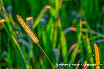 Questa erba estiva comune ovunque è un pericolo per il nostro cane - Proiezioni di Borsa