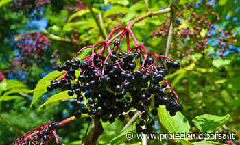 Quest’erba fastidiosa che cresce in giardino ha invece le proprietà benefiche dei limoni e gusto pi ... - Proiezioni di Borsa