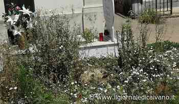 Cimitero. Nuove segnalazioni, erba alta e incolta tra le lapidi - Il Giornale di Caivano