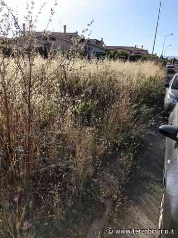Erba alta a Ladispoli sia in viale Mediterraneo che al Miami - TerzoBinario.it