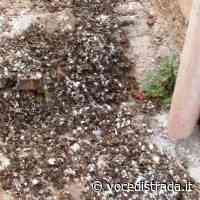 Albanella. Via Ponte Fornace tra erba alta, guano di piccioni e degrado - Voce di Strada