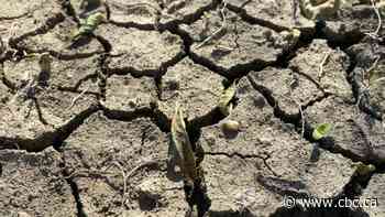 Sask. crop report says heat baking moisture out of farm country