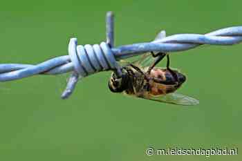 Eigenaar eilandje weigert scheermesprikkeldraad weg te halen en krijgt dwangsom - Leidsch Dagblad