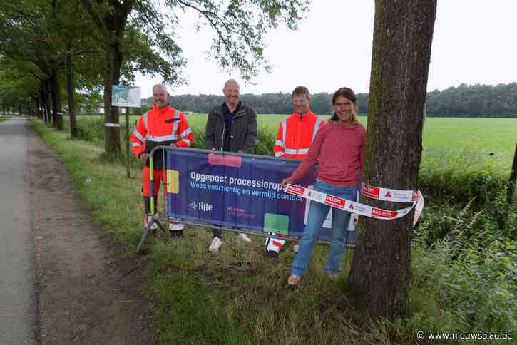 Infoborden en linten waarschuwen voor eikenprocessierupsen: “Het is niet zinvol om elk nest te verwijderen”