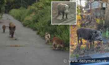 Fukushima disaster has created boar-pig hybrids, scientists say